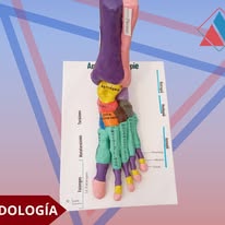 Material de práctica en Podología